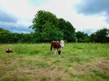 Photo 10 of Ballinard, Herbertstown