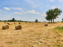 Photo 14 of 118 Acres, Monaghanstown, Castletown-Geoghegan