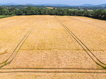 Photo 4 of Whole: Lands & Cottage, Lisnavagh, Rathvilly