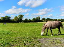 Photo 14 of 23.5 Acres With Residence Ballinadrimna, Athboy