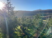 Photo 3 of Knockroe, Borris