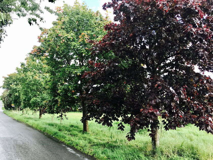 Photo 2 of Derryvinney Road, The Birches, Portadown