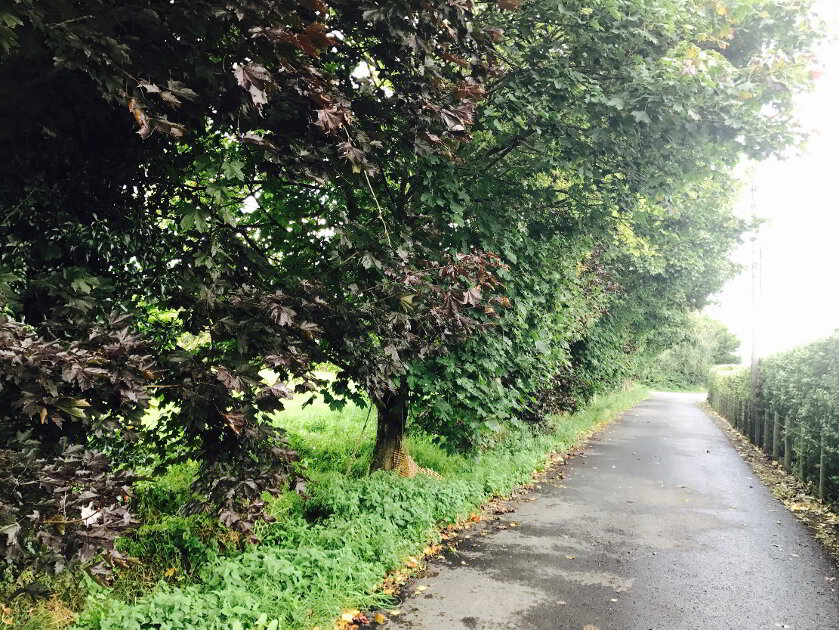 Photo 3 of Derryvinney Road, The Birches, Portadown