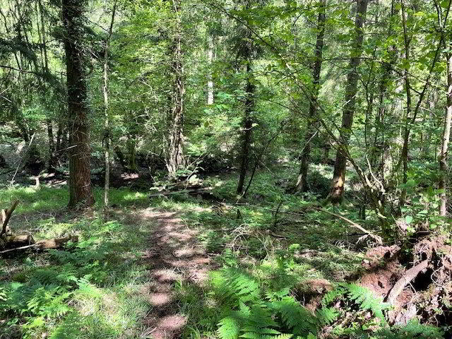 Woodland