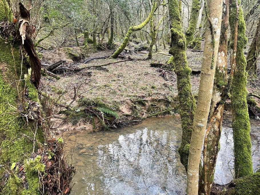 Woodland