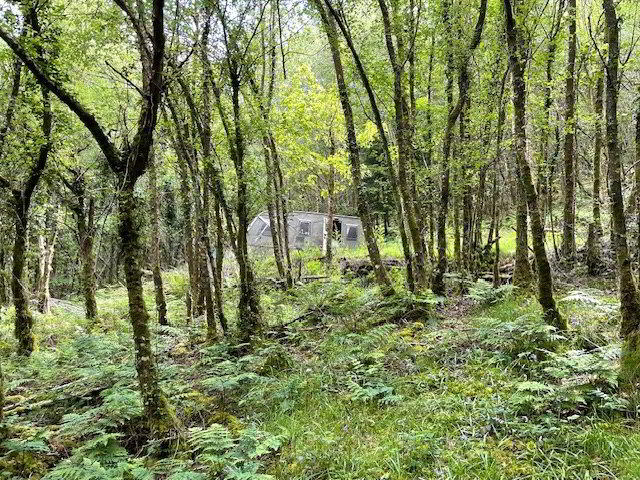 Woodland