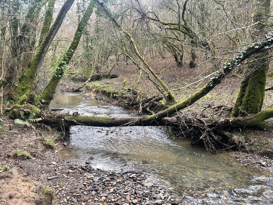 Stream