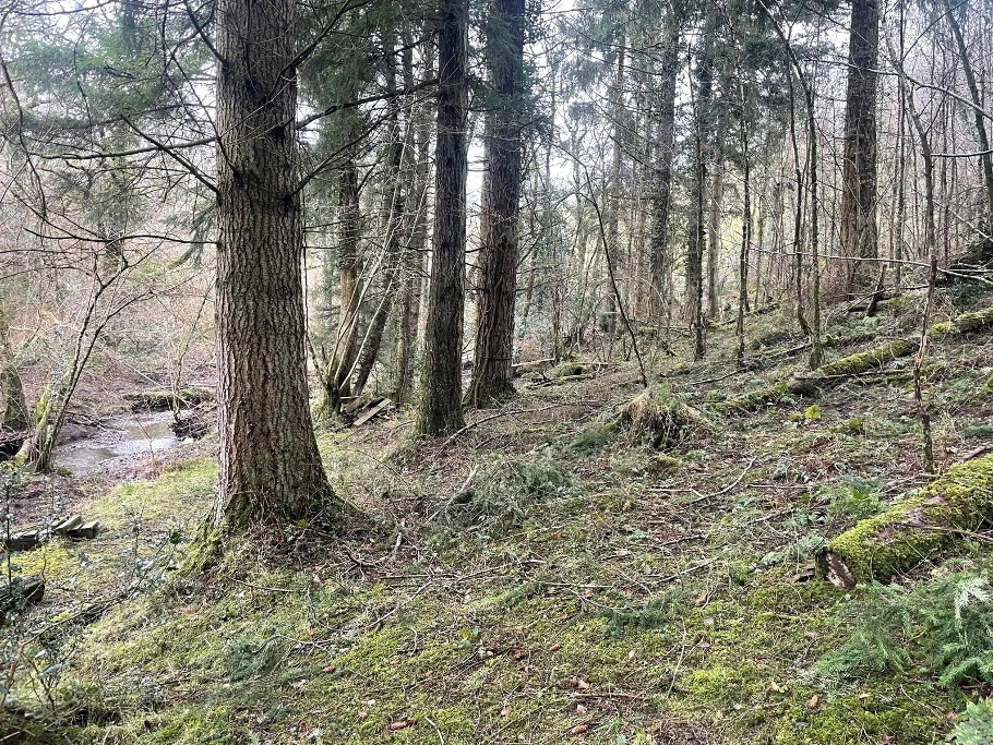 Woodland