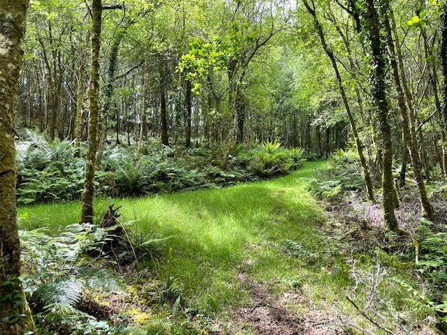 Woodland