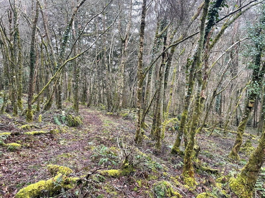 Woodland