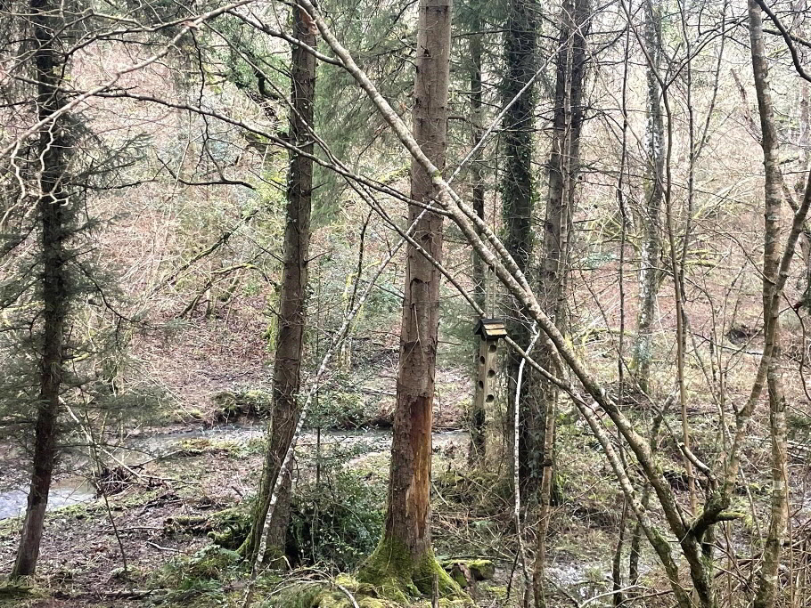 Woodland