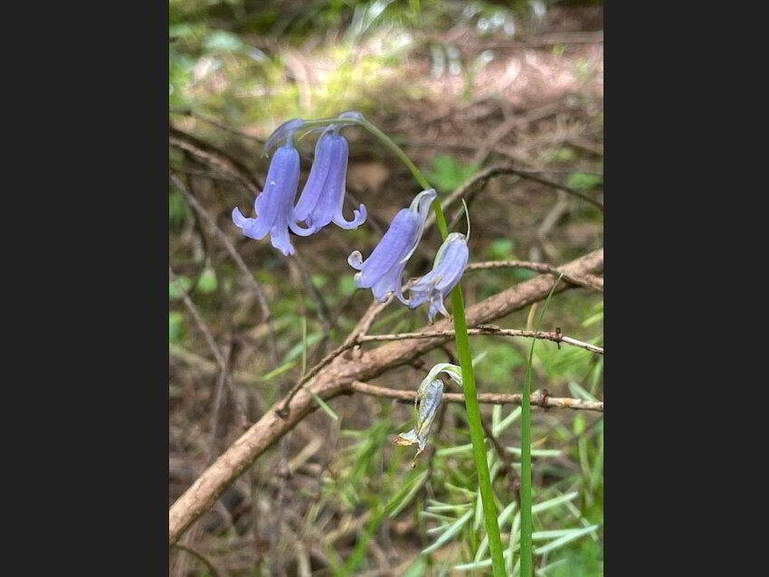 Bluebells