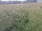 Photo 2 of Stranafeley Road, Brookeborough