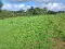 Photo 15 of Sheeny, Newtownbutler