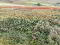 Photo 10 of Land At 59 Scraghy Road, Castlederg