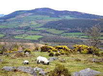 Photo 17 of Scart, Ballinamult