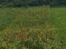 Photo 3 of No. 46 Alderwood, Carrickmacross