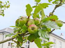 Photo 49 of Glenview, Nurney