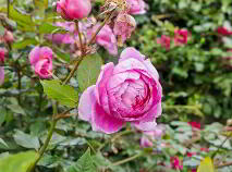 Photo 50 of Glenview, Nurney