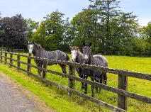 Photo 11 of Talbotstown Fort, Kiltegan
