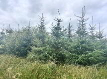 Photo 3 of Cloonmore, Doonbeg