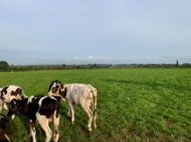 Photo 9 of 15.16 Ha Or 37.46 Acres, Ardcroney, Killea, Nenagh