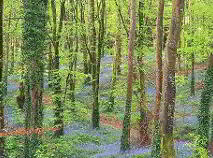 Photo 17 of Greenaun North, Greenaun South & Stonepark, Dromahair