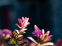 Photo 9 of Seskinryan, Seskinryan, Muine Bheag