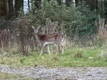 Photo 16 of Greenhills, Ballybritt, Roscrea