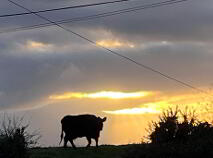 Photo 18 of Greenhills, Ballybritt, Roscrea