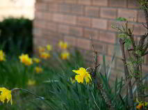 Photo 2 of 3 Birch Avenue, Phelim Wood, Tullow