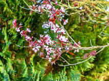 Photo 77 of Castle Lawn, Clogrennane