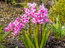 Photo 61 of Castle Lawn, Clogrennane