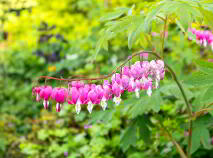 Photo 55 of 7 The Meadows, Kildavin Road, Myshall