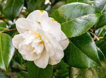 Photo 60 of 7 The Meadows, Kildavin Road, Myshall