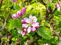 Photo 66 of 7 The Meadows, Kildavin Road, Myshall