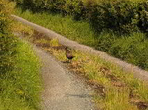 Photo 41 of Annaghmore, Collooney