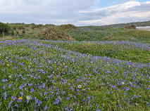 Photo 12 of Dernish Island, Grange