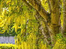 Photo 53 of Four Winds, Carlow Town, Carlow Town