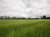 Photo 4 of C.42.4 Acres Residential Farm, Lullymore, Rathangan