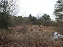 Photo 3 of 14 Acres, Of Bog, Emmel, Cloughjordan