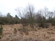 Photo 2 of 14 Acres, Of Bog, Emmel, Cloughjordan