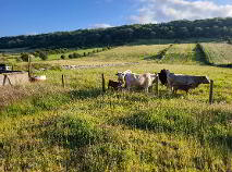 Photo 26 of Knockroe, Ballinafad