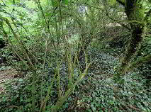 Photo 11 of Keenan's Lane, Main Street, Castledermot