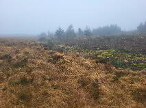 Photo 11 of Gortersluin, Lough Talt, Aclare