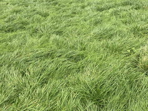Photo 1 of 70 Acres 4th Cut Silage, Ballynahatty, Fintona, Omagh