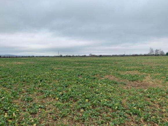 Photo 1 of 9 Acres, Boolagelagh, Ballycommon, Nenagh