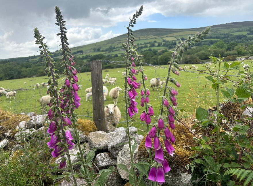 Crannagh, Borris