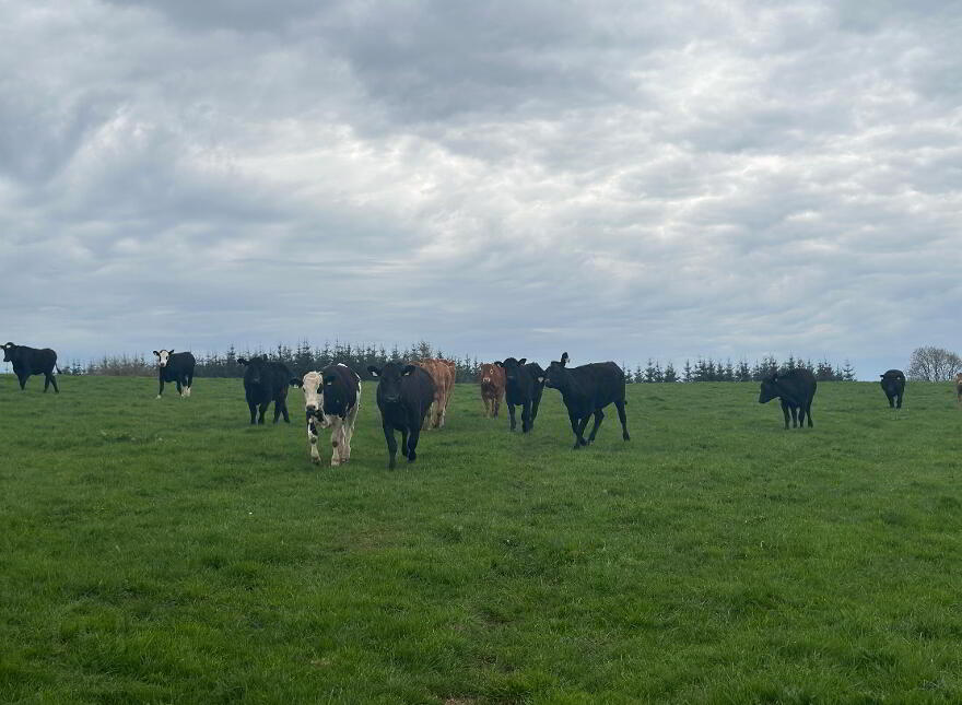 Circa 23 Acres, 9.31 Hectares At Burnchurch, Graystown, Killenaule, E41PA44