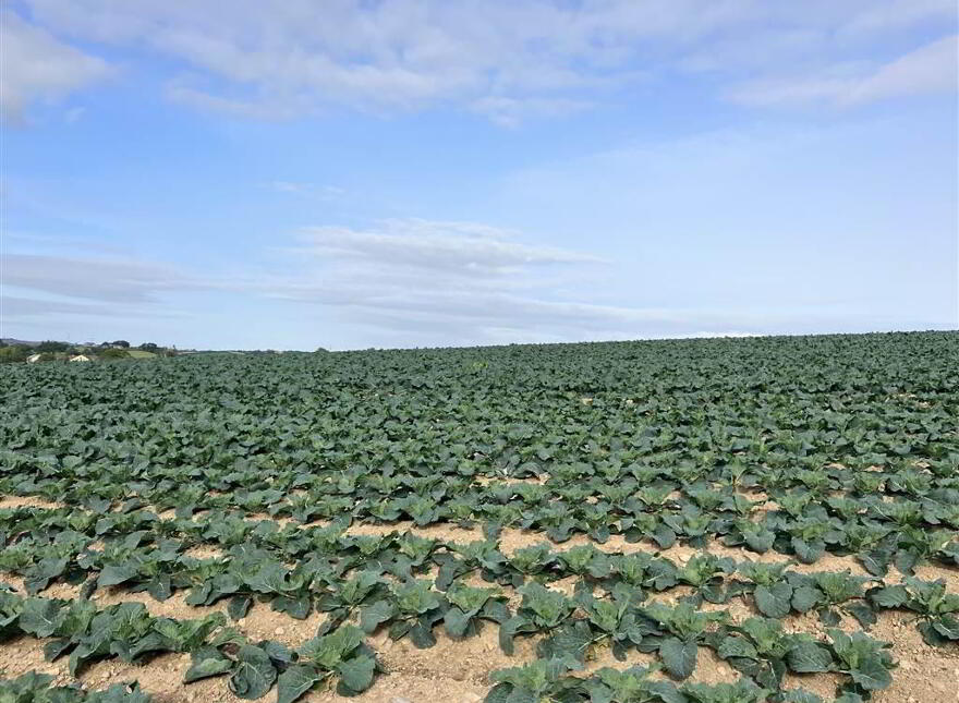 22 Acres At, The Brae, Ballygowan, BT23 5TJ
